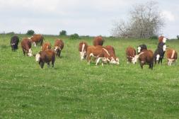 Vaca de invernada cae 10% al kilo en los últimos dos meses