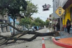 Un árbol de gran porte  colapsó en plena esquina  de Brasil y Joaquín Suárez