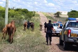 Operativo conjunto en Pueblo Belén Retiró a 7 caballos de la vía pública