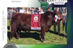 El mejor Shorthorn de Sudamérica es salteño