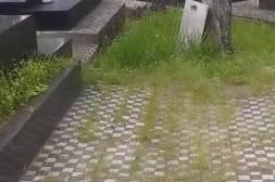 Látidos: Doloroso abandono, vandalismo recurrente y más...