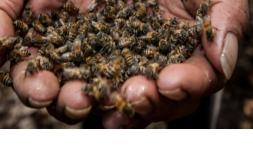 Investigadores revelan “problemas serios  en el ambiente” ante mortandad de abejas
