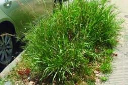 Látidos: Veredas con pasto, paseo de compras y más...