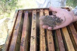 Mortandad de abejas: se informó la pérdida de más de 13.700 colmenas