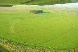 Siembra de arroz en Brasil alcanzó el 95% del área