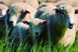 SUL afinó las lanas Corriedale y vendió a US$ 4,10 por 23,8 micras 