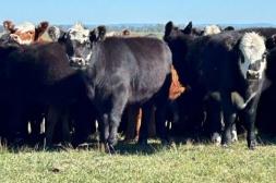 El novillo especial alcanza US$ 4,21 en promedio: La hacienda gorda retoma su tendencia alcista, según ACG