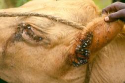 Garrapata ocasiona pérdidas  por US$ 92 millones anuales