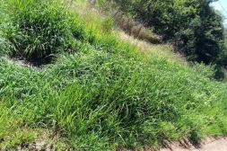 Látidos: Crece la grieta, parches y más...