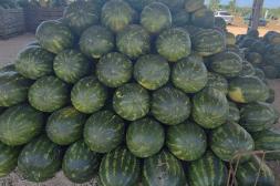 La semana granjera fue marcada por una amplia oferta y ajuste  en los precios de la UAM