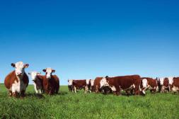 Ing. Agr. Jorge Acosta : INAC: un año récord para la carne y una relación de precios que favoreció al productor