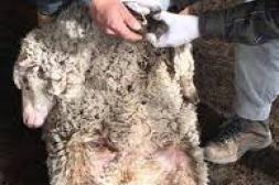 La erradicación del pietín en el verano, es clave para el manejo del ovino