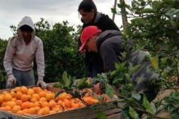 Trabajadores citrícolas cobrarán  seguros especiales desde febrero