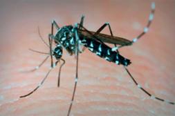 Salto comienza nueva batalla contra las enfermedades transmitidas por Aedes aegypti ante combo calor-lluvias