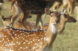 Estudio detecta que jabalíes y ciervos axis pueden ser reservorios de la toxoplasmosis y la Neospora caninum