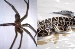 Mosquitos, serpientes, roedores y arañas: los peligros que acechan en quienes gustan del turismo aventura