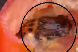 Advierten que video viral sobre  “picudo rojo” en tomates es falso