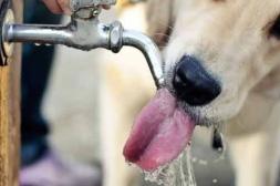 Campaña urgente para proteger a  cientos de perros del calor extremo