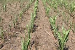 La soja resiste la seca en el este, mientras el maíz de primera entra en zona crítica