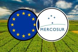 Revés para el Mercosur: El Parlamento Europeo paraliza el acuerdo con la UE  y lo remite al máximo tribunal