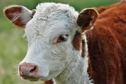 Novillo Mercosur: Cuarta semana en sendero alcista para el valor medio en la región