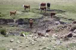 MGAP se reúne esta semana para analizar situación de déficit hídrico