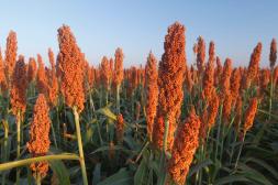MGAP fija controles obligatorios por contaminación con Brassica en semillas