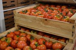 El mercado mayorista inicia la segunda quincena de enero con precios al alza  y bajas 