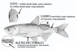 La CARU insiste a pescadores no  devolver al río carpas capturadas 