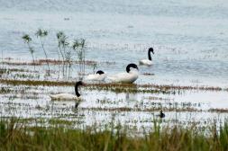 Uruguay confirma gripe aviar y se llama a extremar medidas de bioseguridad