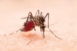 Dos cuadros sospechosos de dengue  generan alta preocupación en Salto