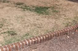 Latidos: Pasto seco, pérdidas de agua y más...