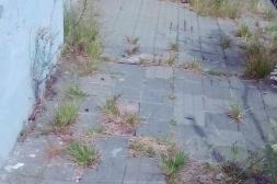 Latidos: Vereda "ecológica", Biblioteca en obras y más...