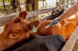 Del 16 de marzo al 16 de abril será el período de vacunación contra la aftosa