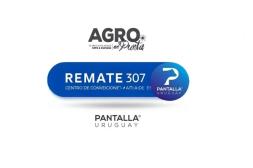 Pantalla Uruguay rematará hoy más de 7.000 vacunos, en Agro en Punta