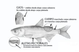 Piden que ante capturas de carpas  plateadas no se las devuelva al río