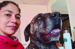 Mordeduras de perros: un problema frecuente que interpela a la tenencia responsable de los animales