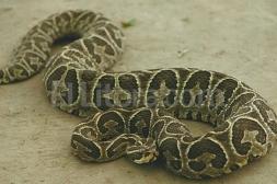 MSP lanzó recomendaciones a la población ante la alta aparición de ofidios en distintas zonas urbanas del país