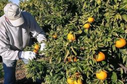 Algunos contratistas manejan  precios irrisorios en el pago a  cosecheros en quintas de Salto