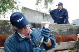 Salto inicia campaña de vacunación contra la Fiebre Aftosa: Conozca el calendario y los requisitos para el retiro de dosis