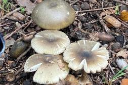 Ante inicio de temporada de recolección  de hongos, el MSP refuerza recomendaciones 