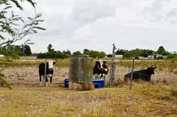 Productores agropecuarios podrán acceder a créditos de hasta u$s 30.000 ante la suba de los combustibles 