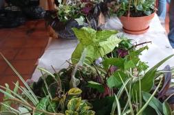 "Raíces de Vida": exposición  floral y horticultura en Salto