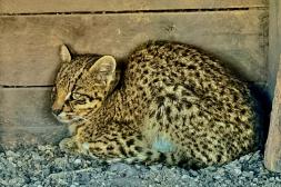 La Sociedad Zoológica del Uruguay aclara que el felino que apareció en Constitución es un gato montés y no un margay