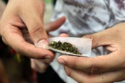 Más en farmacias y clubes, menos autocultivo y más de 120 mil registrados, los datos del consumo de cannabis en 2026