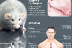 Hubo dos casos de leptospirosis  en Salto en lo que va de este año