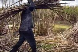 Bella Unión activa la zafra azucarera con impacto clave en empleo y producción 