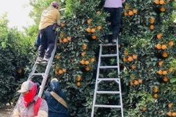 Acuerdo clave destraba  el conflicto y se reanuda  la cosecha de naranjas