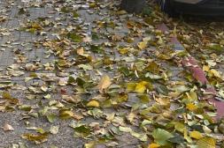 Látidos: Iniciativa vecinal, Recolección de basura y más...
