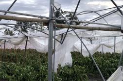 El Gobierno actúa de urgencia tras el desvastador temporal y despliega plan de contención para productores